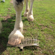 A horse’s hoof is stepping on and bending a Forever Fork™ plastic manure fork by Forever Fork™ on a grassy lawn.